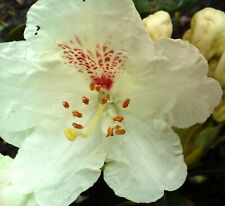 Rhododendron Hybride  "