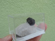 schöner Trilobit - Gerastos