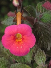 Achimenes 'Apple Cider' - 3
