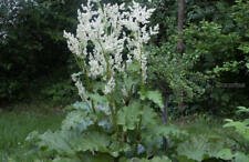 Erdbeer - Rhabarber leckere Stiele, imposante Blüte!