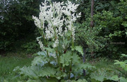 Erdbeer rhabarber leckere - erdbeer,