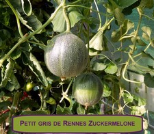 Petit gris de Rennes Melone 15Samen biologischer Hobbyanbau ERNTE 2025 samenfest