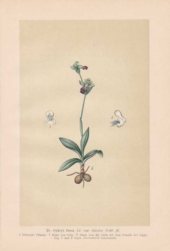 Ophrys fusca var iricolor - var.,