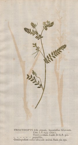 Ornithopus vogelfuß - ornithopus,