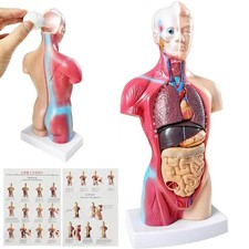 Anatomie Anatomisches Körper