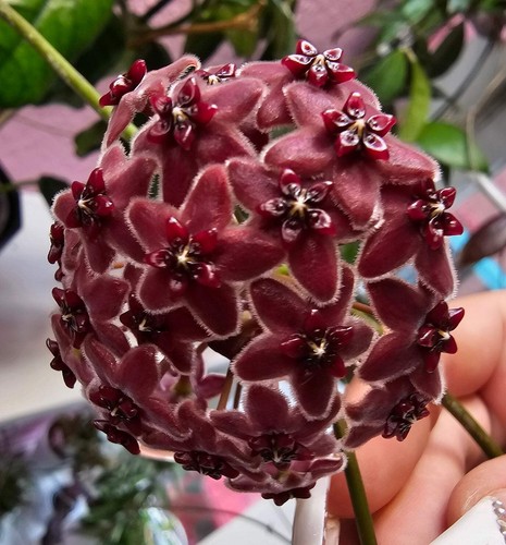 Heavenly hoya - hoya,
