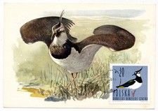 Polen 1964 Maxikarte - Kiebitz Vögel Michel Nr. 1490