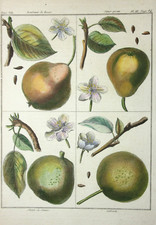 Birnen, Salviati, altkol