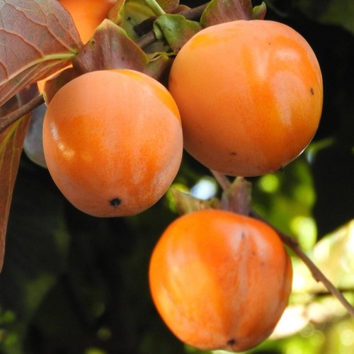 Fruchtpflanze caco schokolade - fruchtpflanze,
