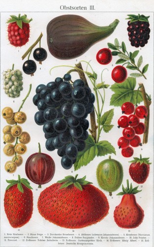 Obstsorten iii - obstsorten,