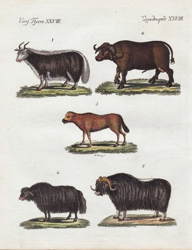 Ochsen ochse kühe - kühe, moschus