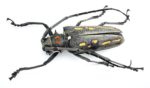 Cerambycidae batocera - cerambycidae,,