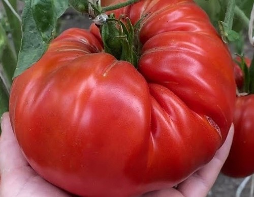 Tomatensamen - (7+, samen)