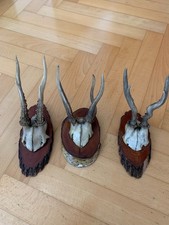 3 Geweihe vom Rehbock/Reh auf Holz, Jagdtrophäen zum Hängen, Vintage