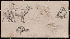 Gänse und Schaf, Tierstudien