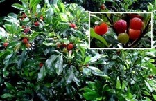 Jamaika-Kirsche Stecklinge