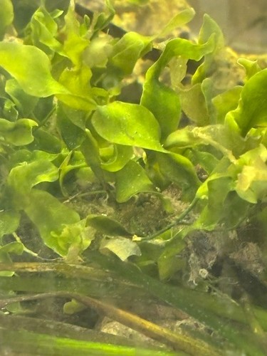 Caulerpa meeresalge sehr - meeresalge,