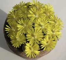 Lithops dorotheae 20 Samen