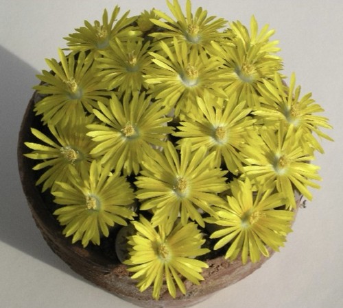 Lithops dorotheae samen - dorotheae,