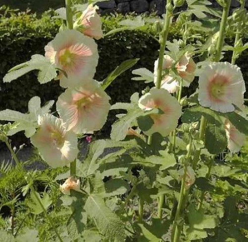 Feigenblättrige stockrose - stockrose,