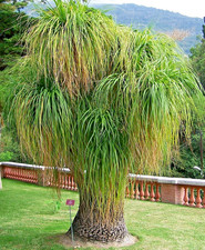 Samen vom  ELEFANTENFUSS -