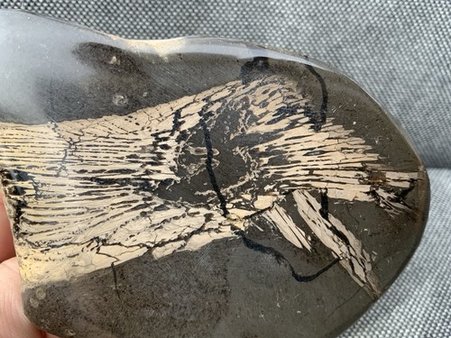 Seltene fossile fischgräten - fossile,