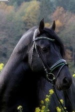 Trense Smaragd Grün Lack