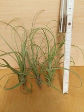 Tillandsia balbisiana, Klein