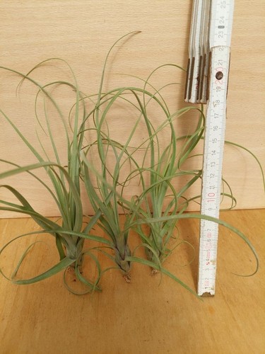 Tillandsia balbisiana klein - tillandsia, balbisiana,