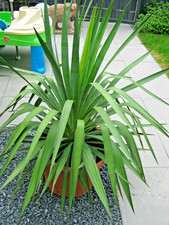 Yucca Palme Ableger WURZEL