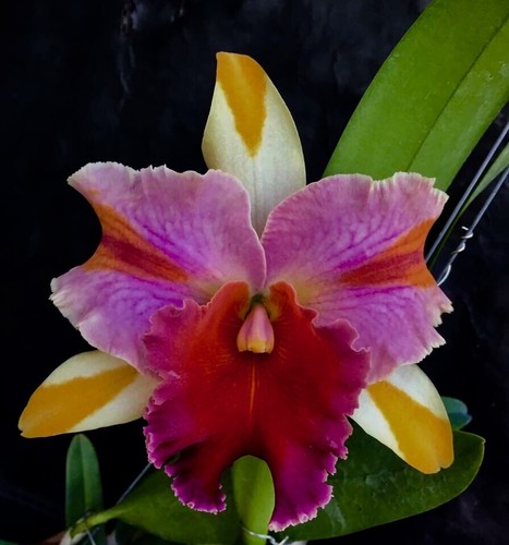 Cattleya amazing thailand - cattleya,