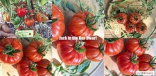 Tomaten Sorte: Jack in the Box