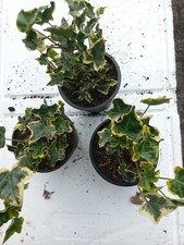 9 Efeu Hedera helix Harle Bob die sehr schöne für Balkonund Terrasse