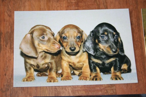 Hunde postkarte von poster xxl - postkarte,