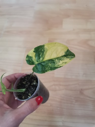 Monstera siltepecana aurea - monstera,