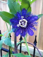 BS219BC Passioflora Passionsblume blue Climbingplants Samenstückzahl 10