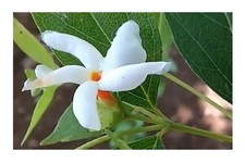 10x Nyctanthes arbor tristis