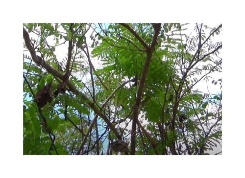 10x caesalpinia sappan - 10x,