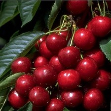 Sunburst Kirsche Süßkirsche