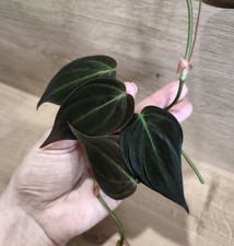 Philodendron Scandens Micans