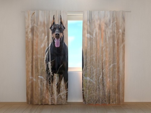 Foto gardine dobermann - foto,
