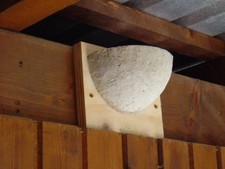 Rauchschwalben nest schwalben - rauchschwalben,