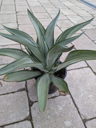 Agave desmettiana variegata