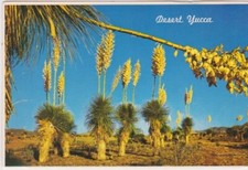Desert Yucca