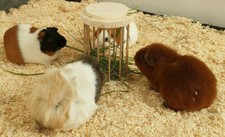 Heuraufe rund Meerschweinchen