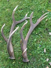 Abwurfstangen 4,0 kg Geweih