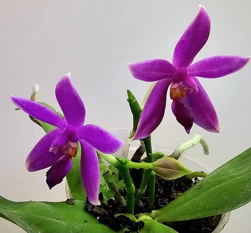 Blühende phalaenopsis - phalaenopsis, ks