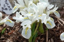 Zwergschwertlilie Iris Reticulata Polar Ice, 10 Stück, Gr. 6/+