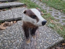 Dachs Tierpräparat, Ausgestopft, auf Holzsockel TOP ZUSTAND