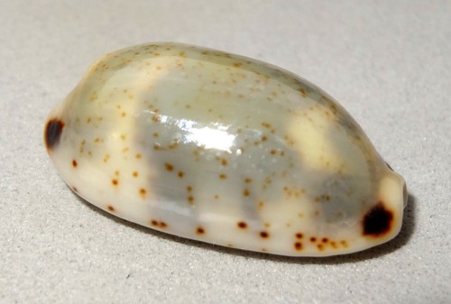 Meeresschnecke cypraea kieneri - meeresschnecke,